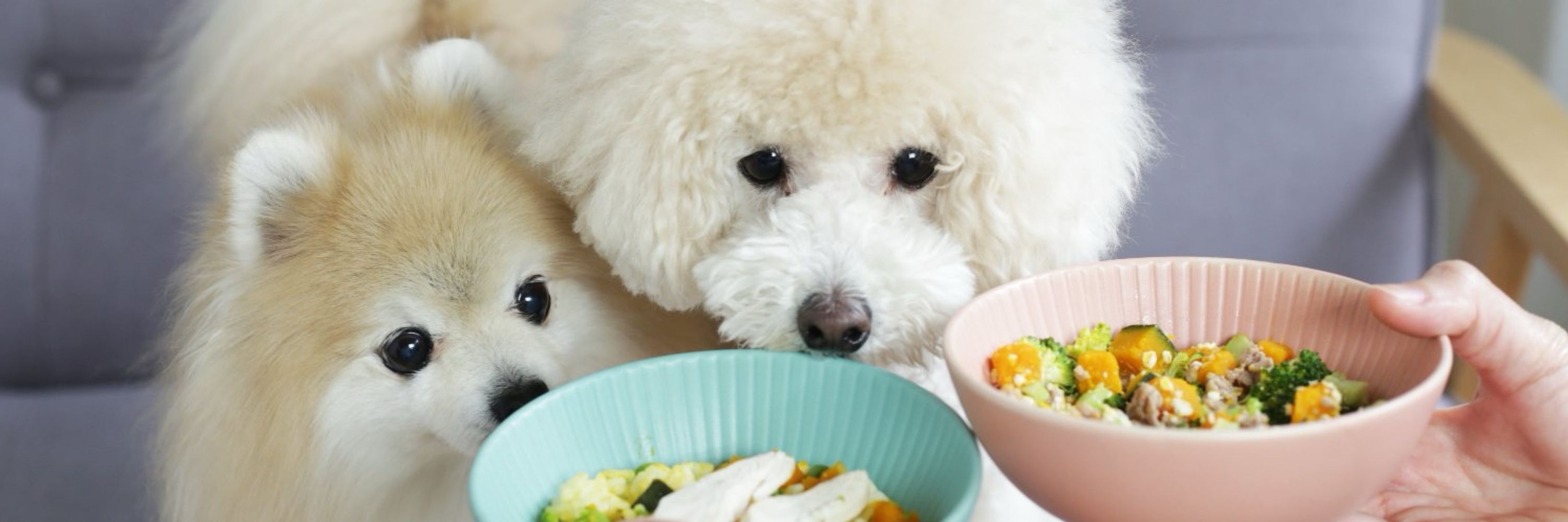 DC one dish 犬と猫の栄養学