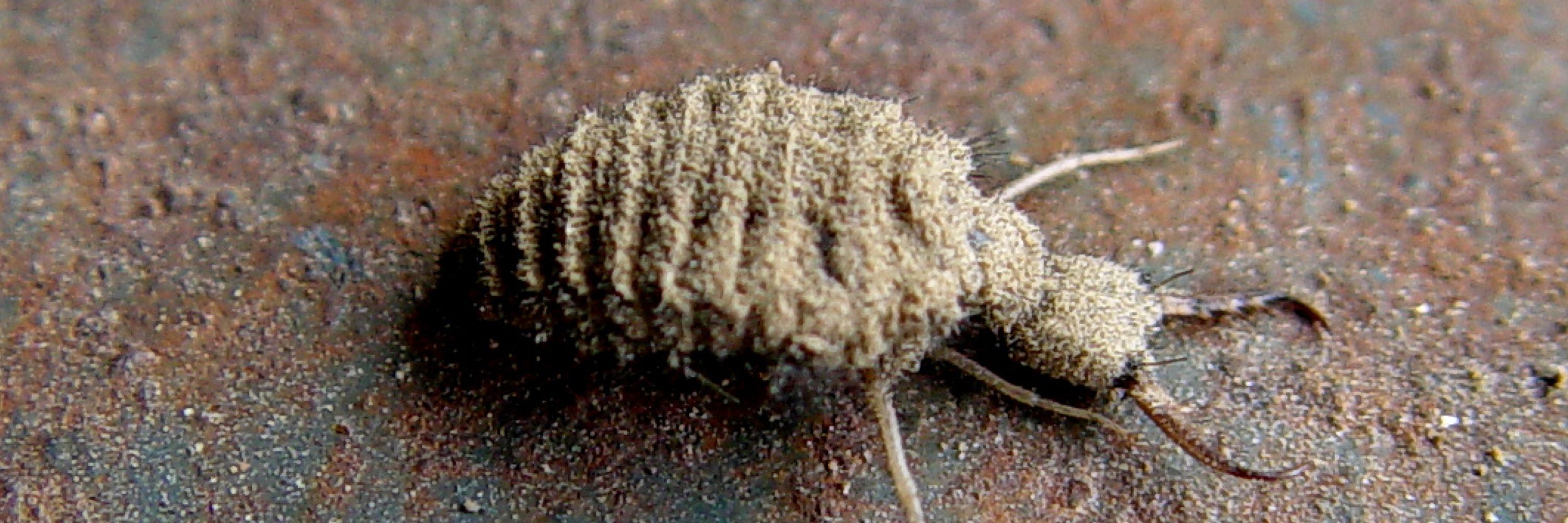 Stinkybug1130