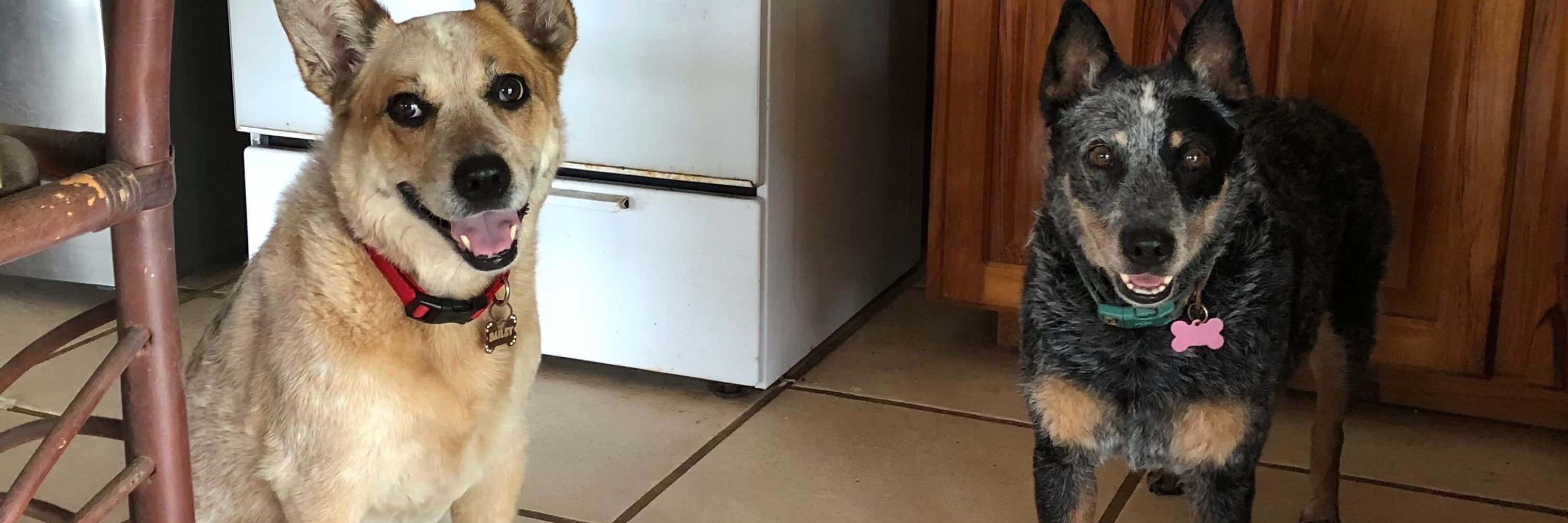 Queensland Heelers (ACDs)