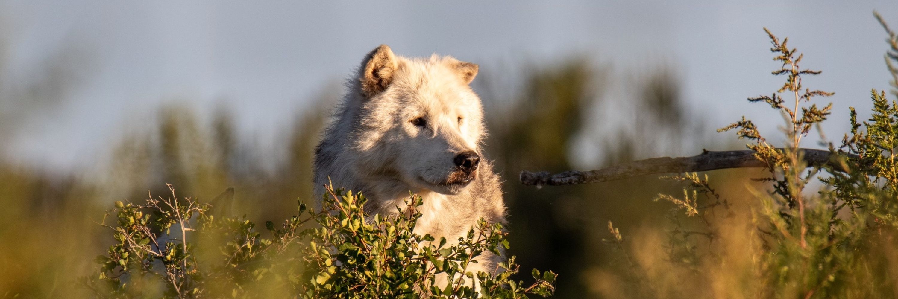 Wolf Haven International