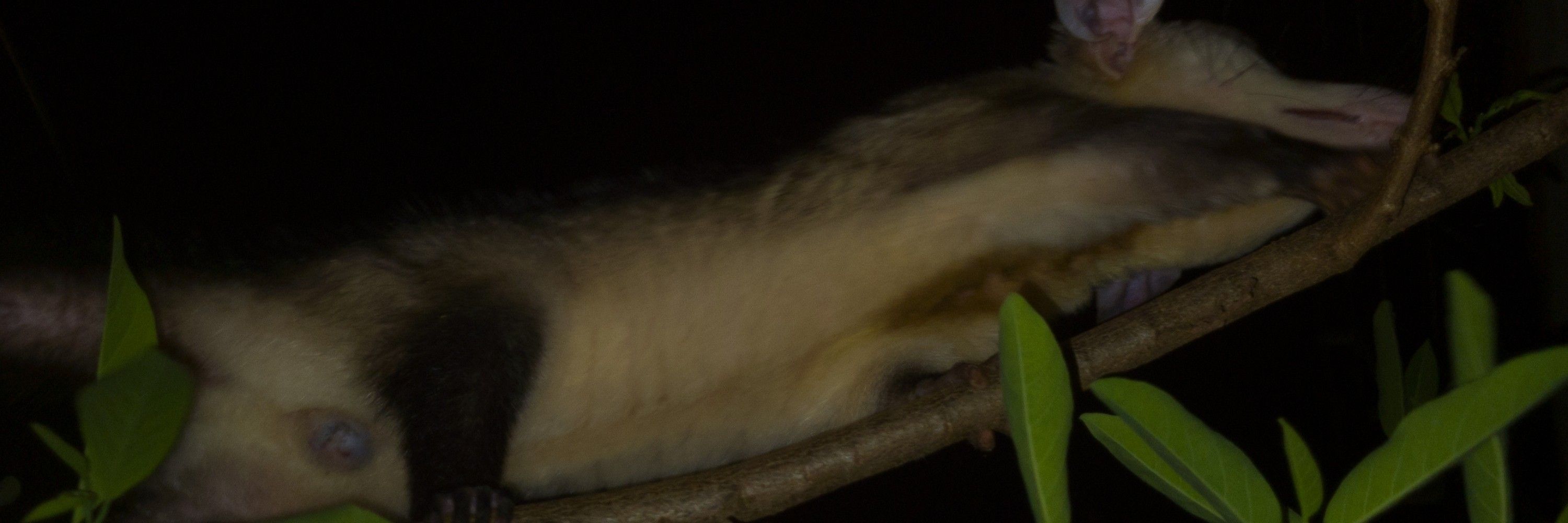 Didelphis