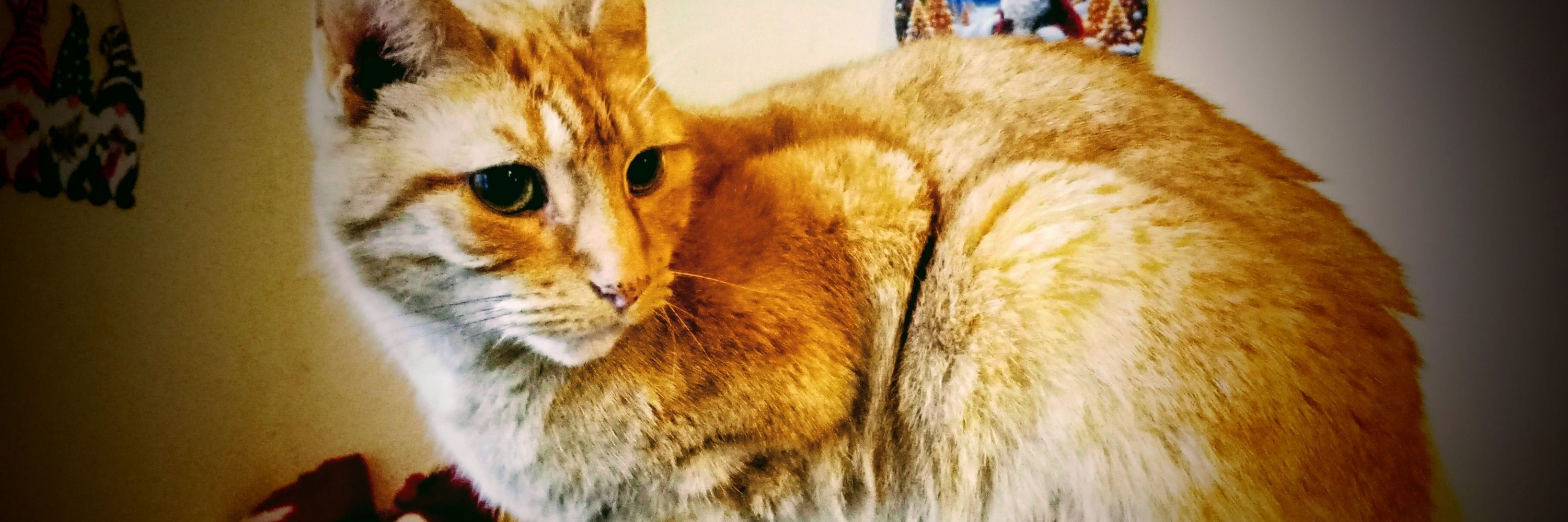 Simba cat 