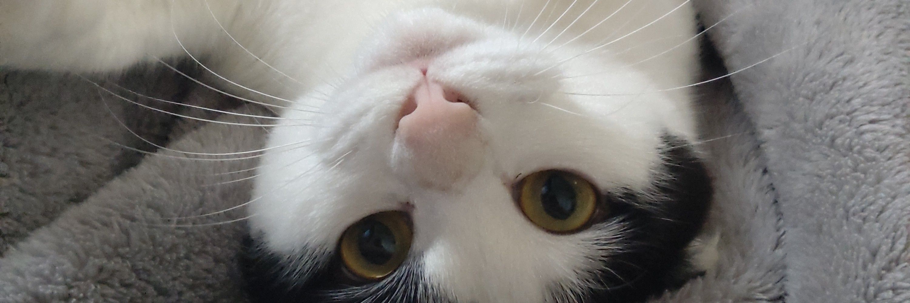 sham猫
