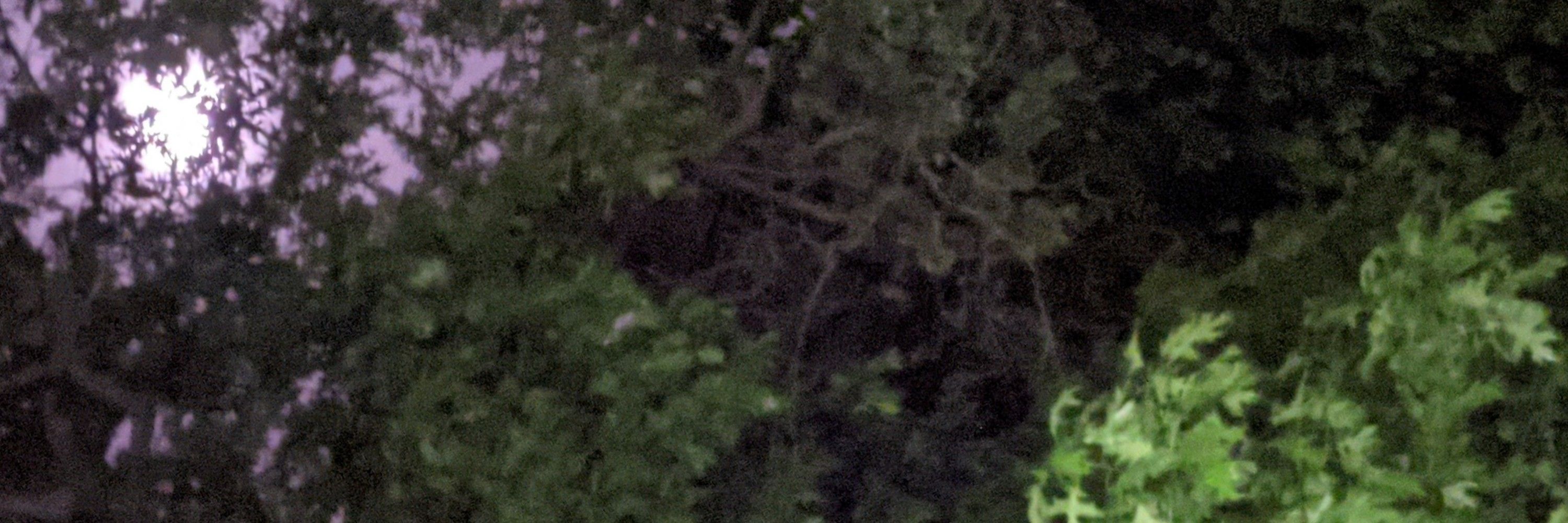 PaultheWombat