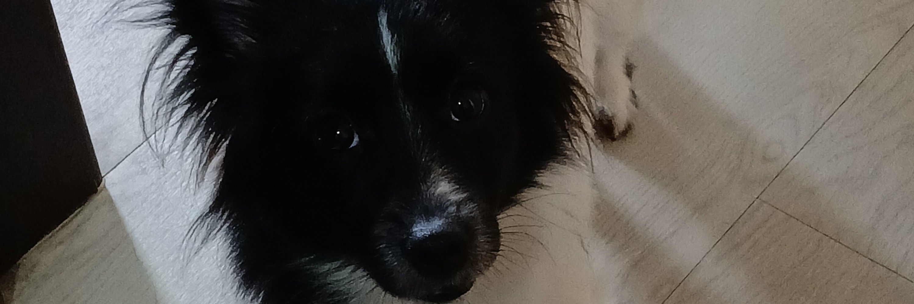 Paolinha 