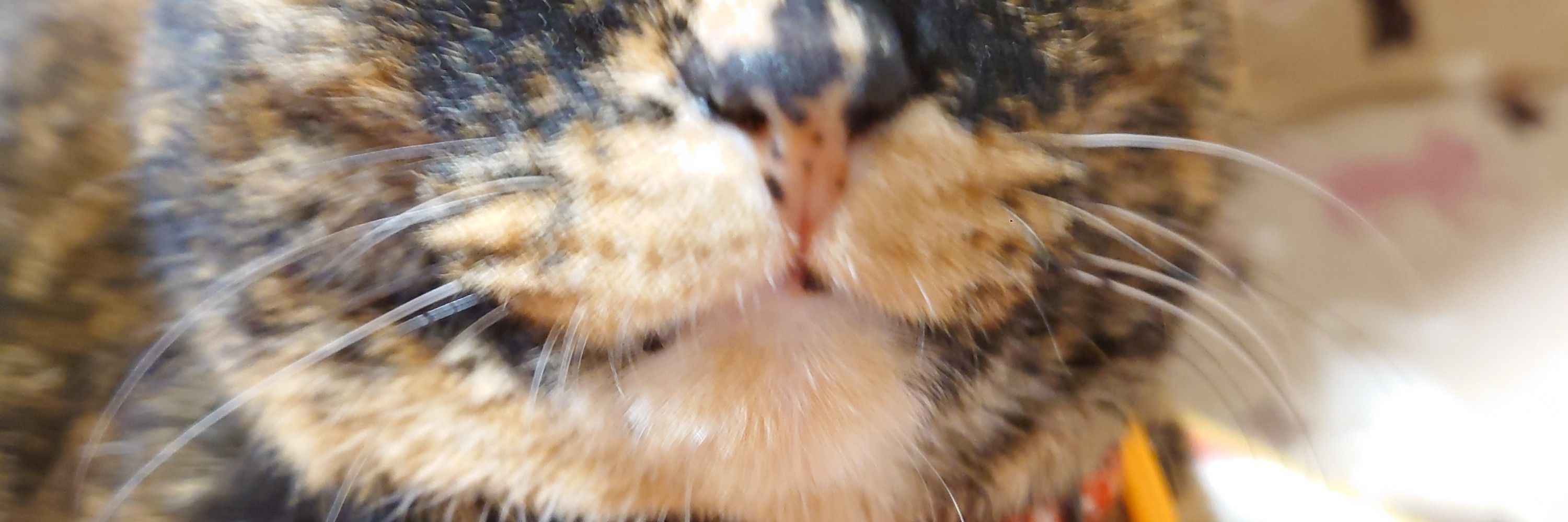 猫島合