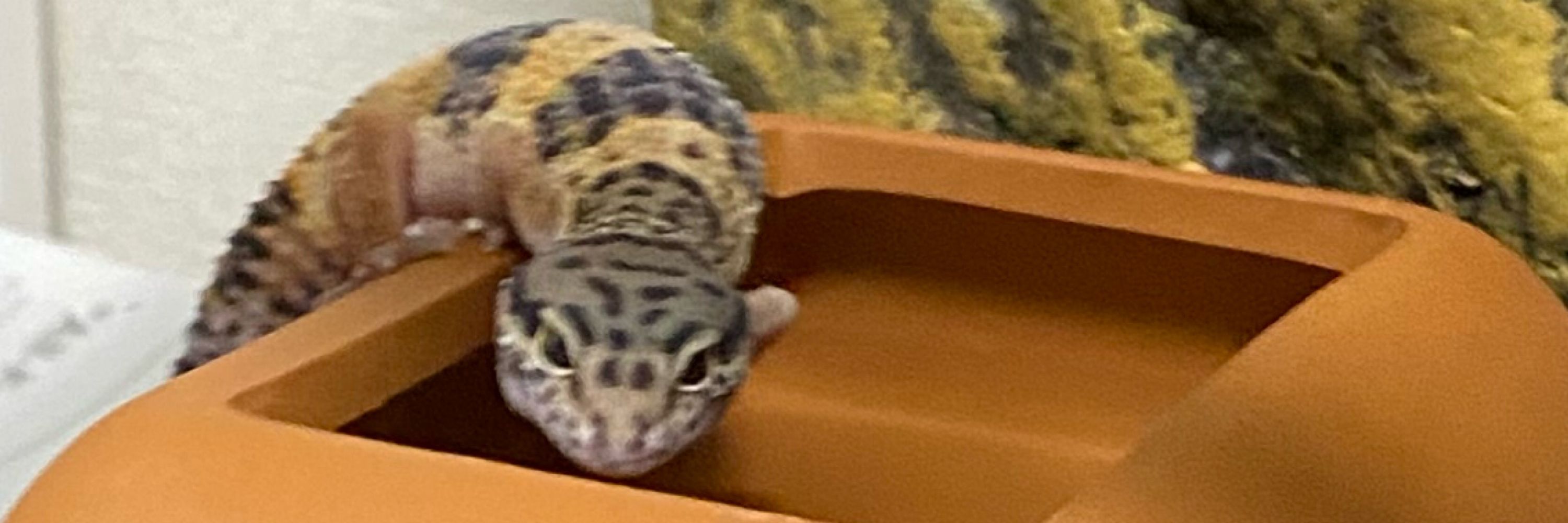 ちょぶちょぶコトラ君🐥