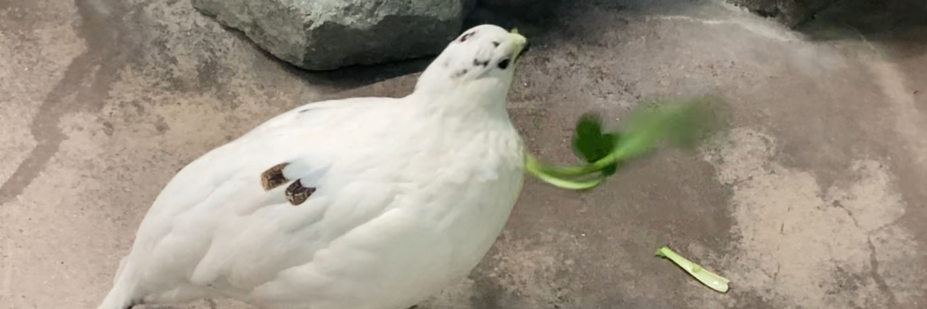 ミホロ