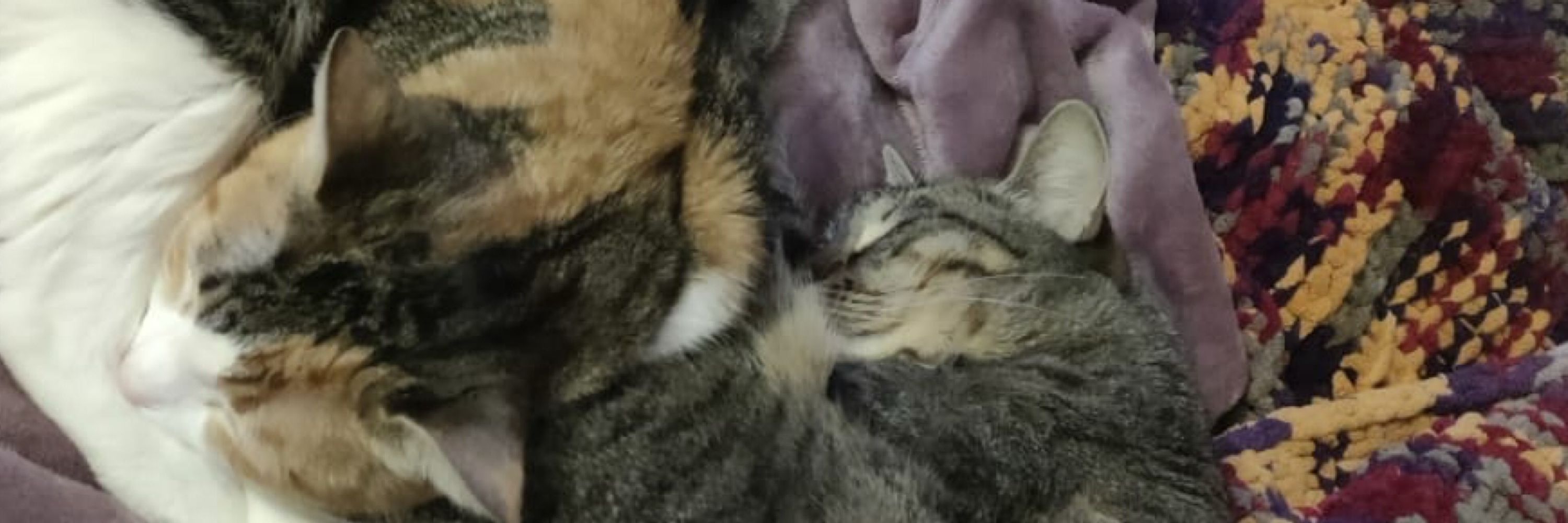 Kiwii