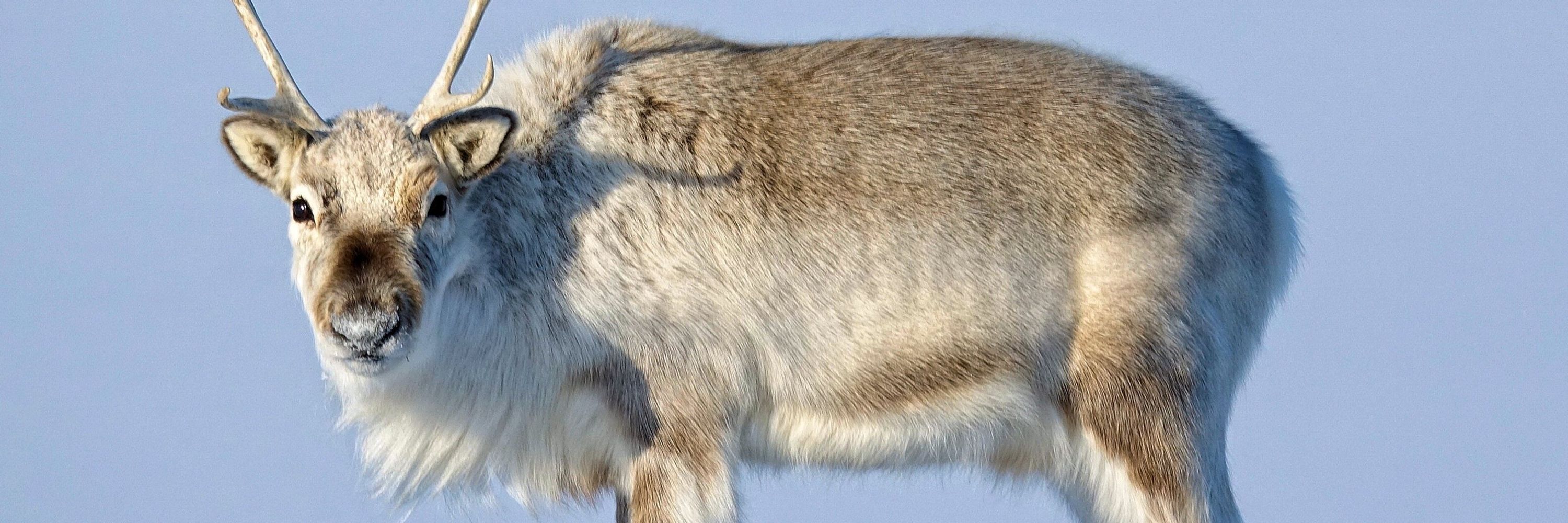 Floof :3