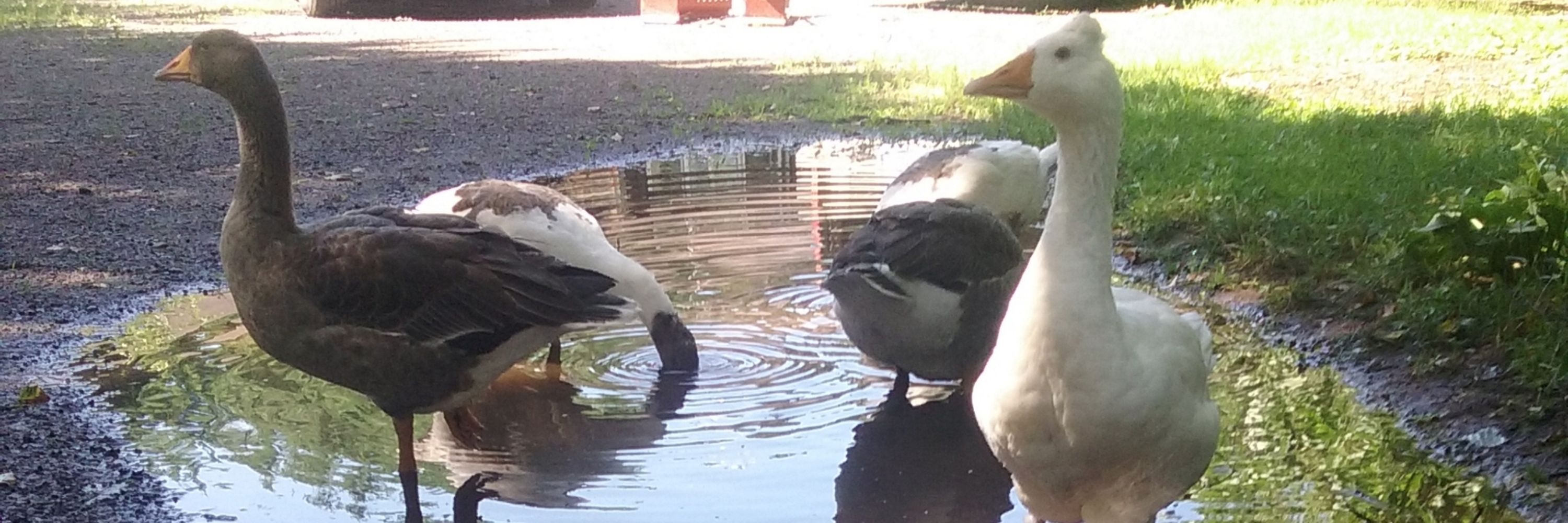 The Rude Goose Farmstead