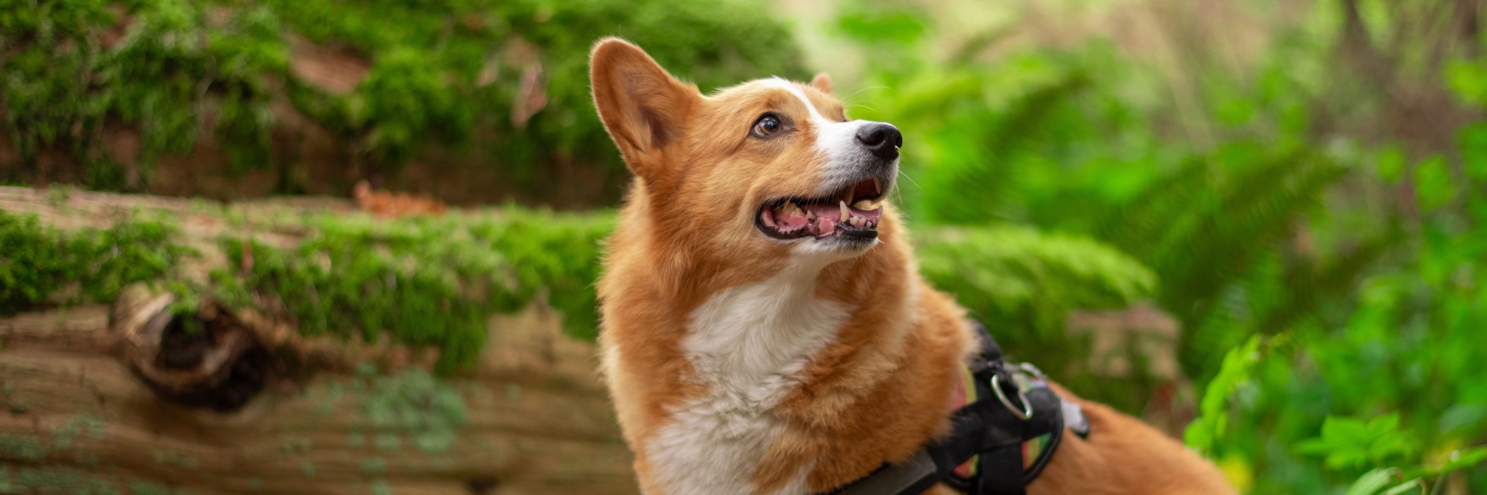 Sploot The Corgi