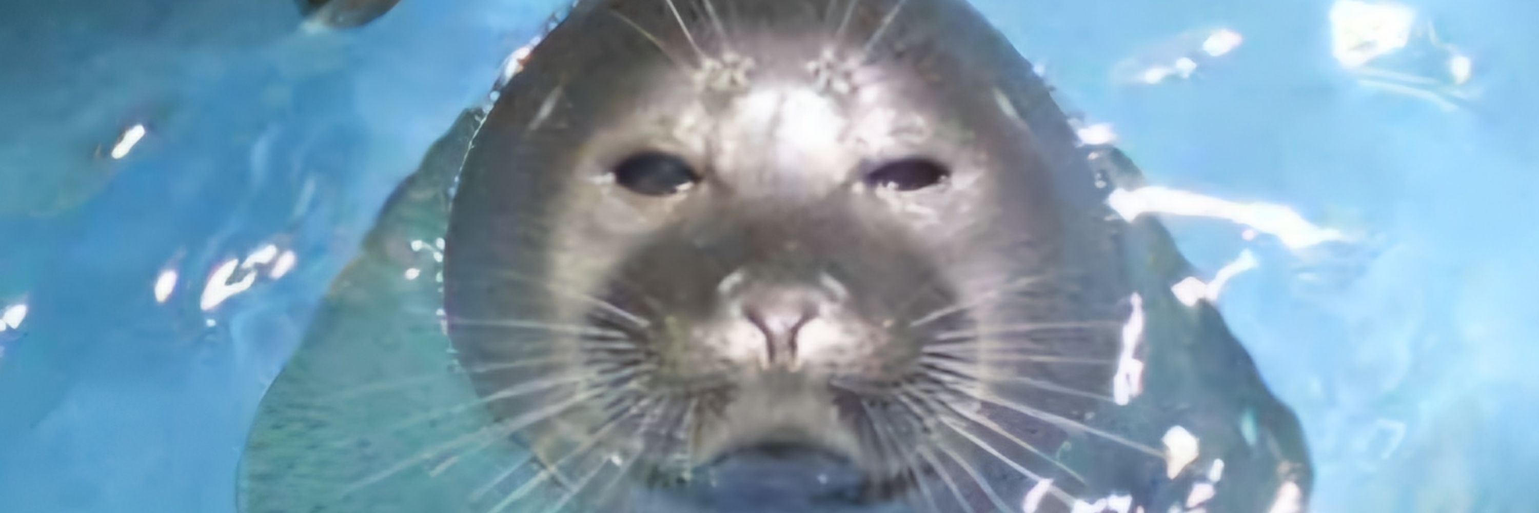 CEO of Rat N Co