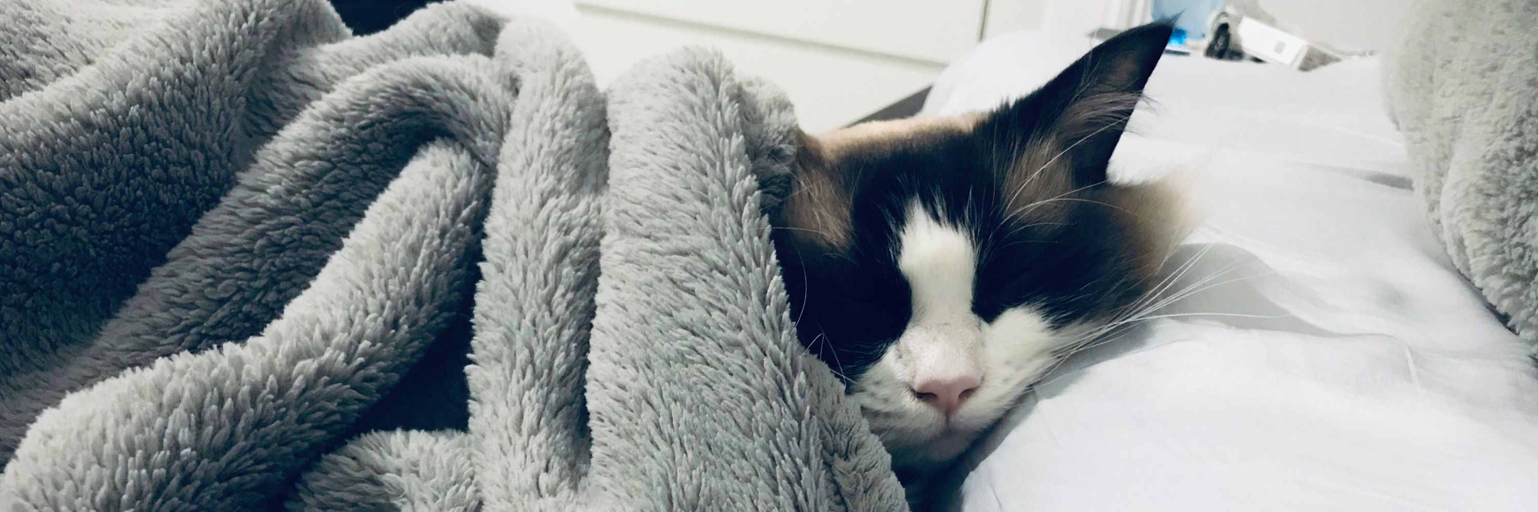 Totemicat