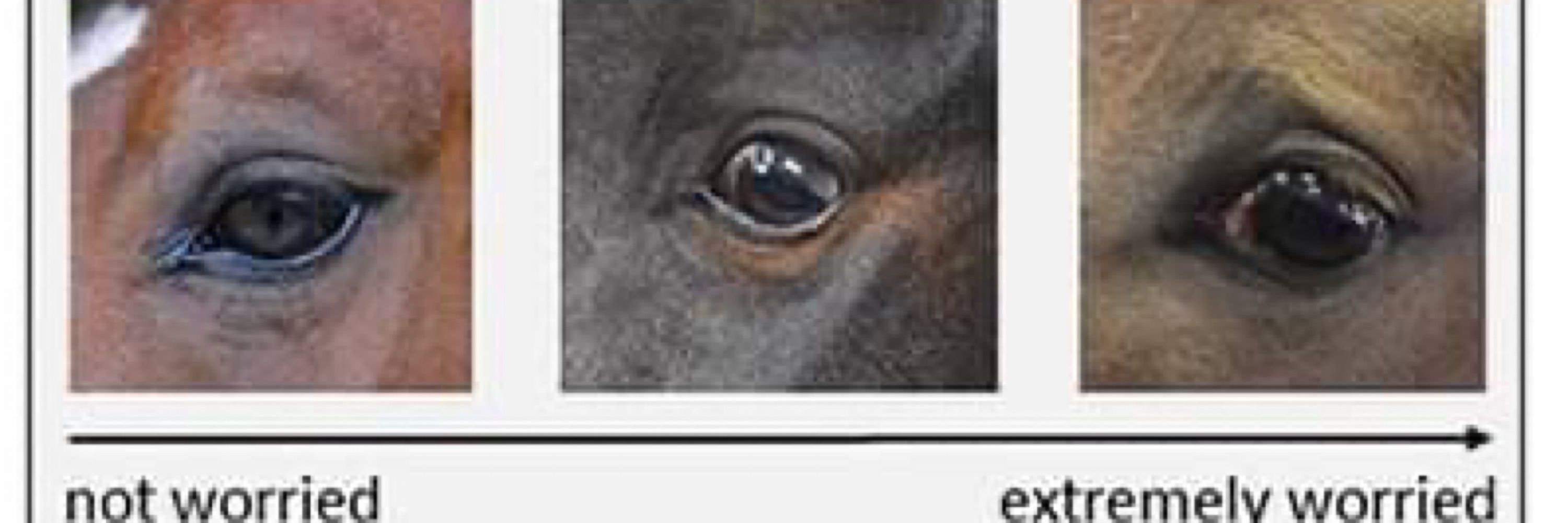 snaffle roan