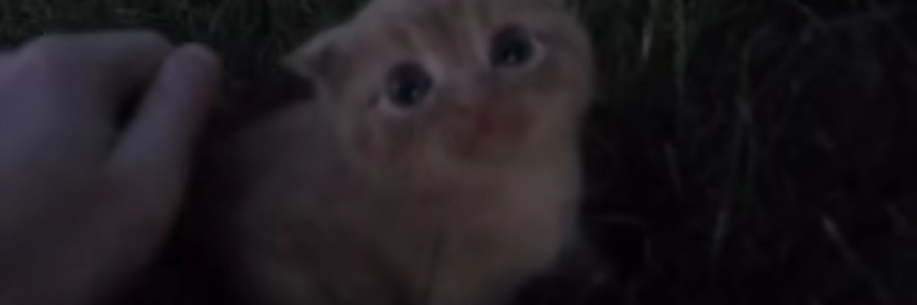 dav