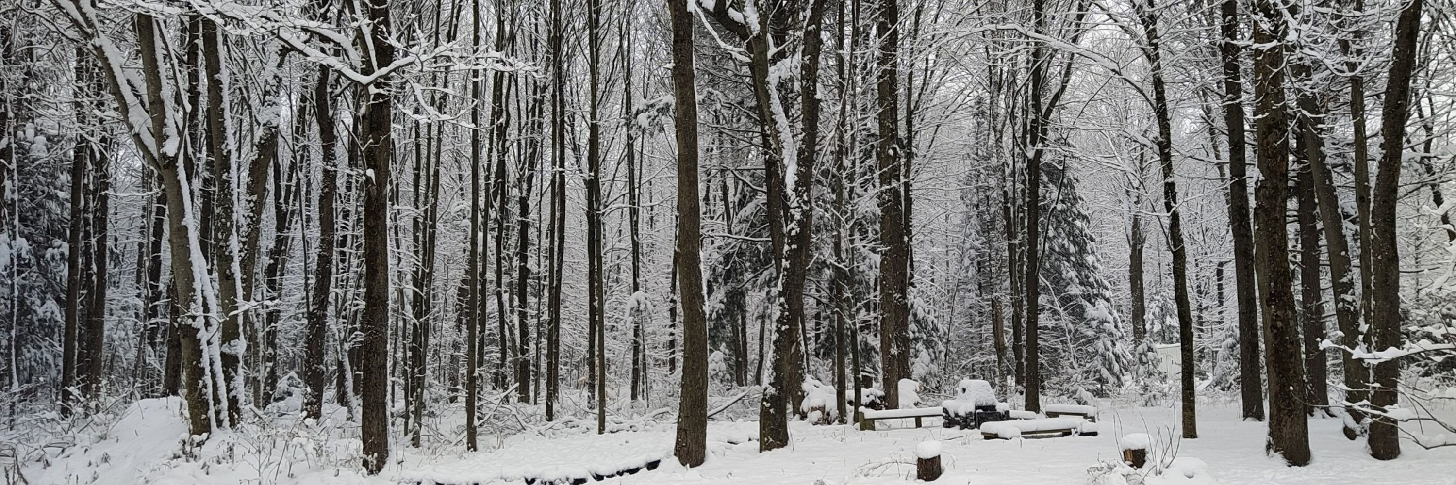 Une sorcière dans sa forêt enchantée