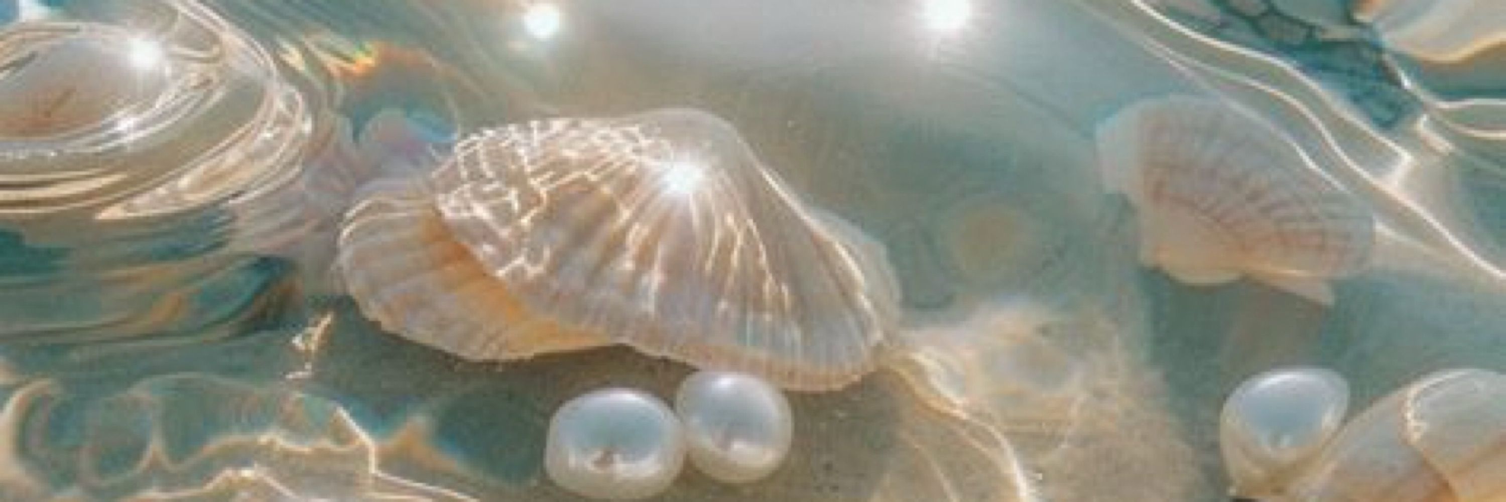 gingel🐚