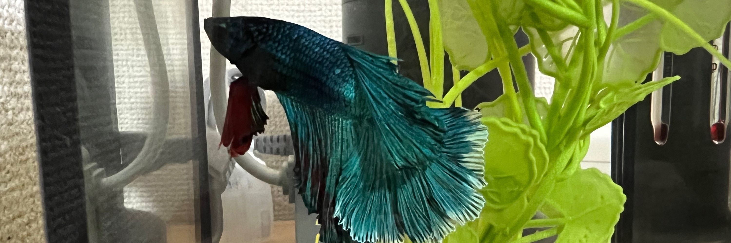おにょ♂