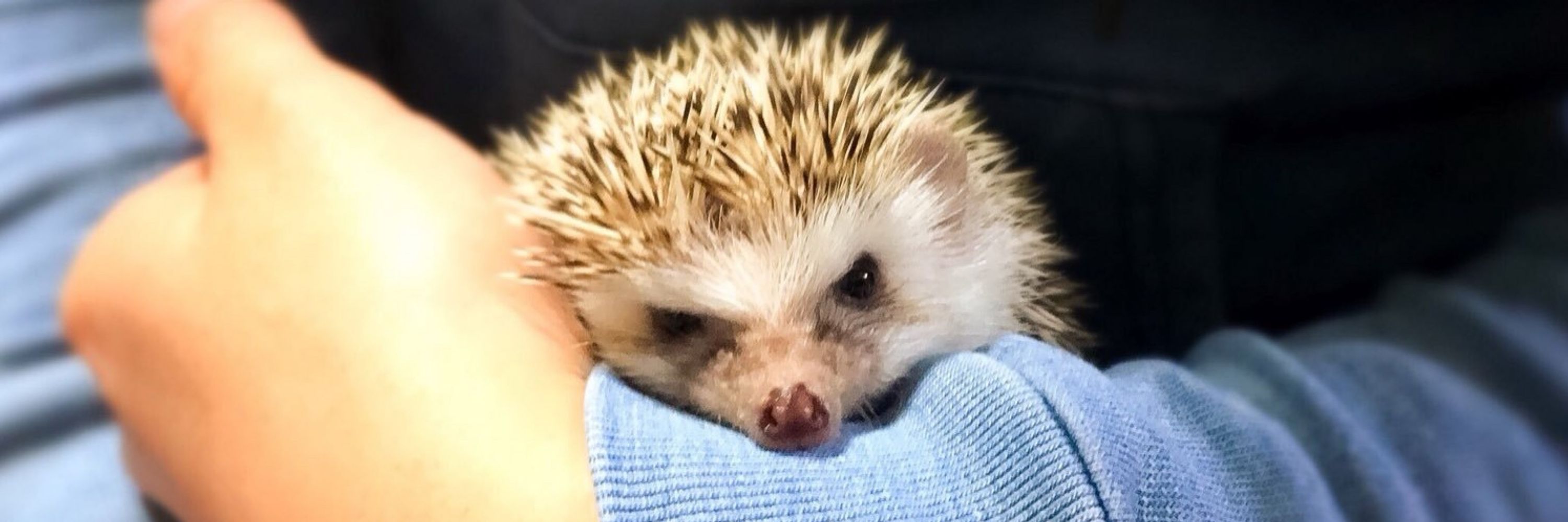安藤尚也🦔