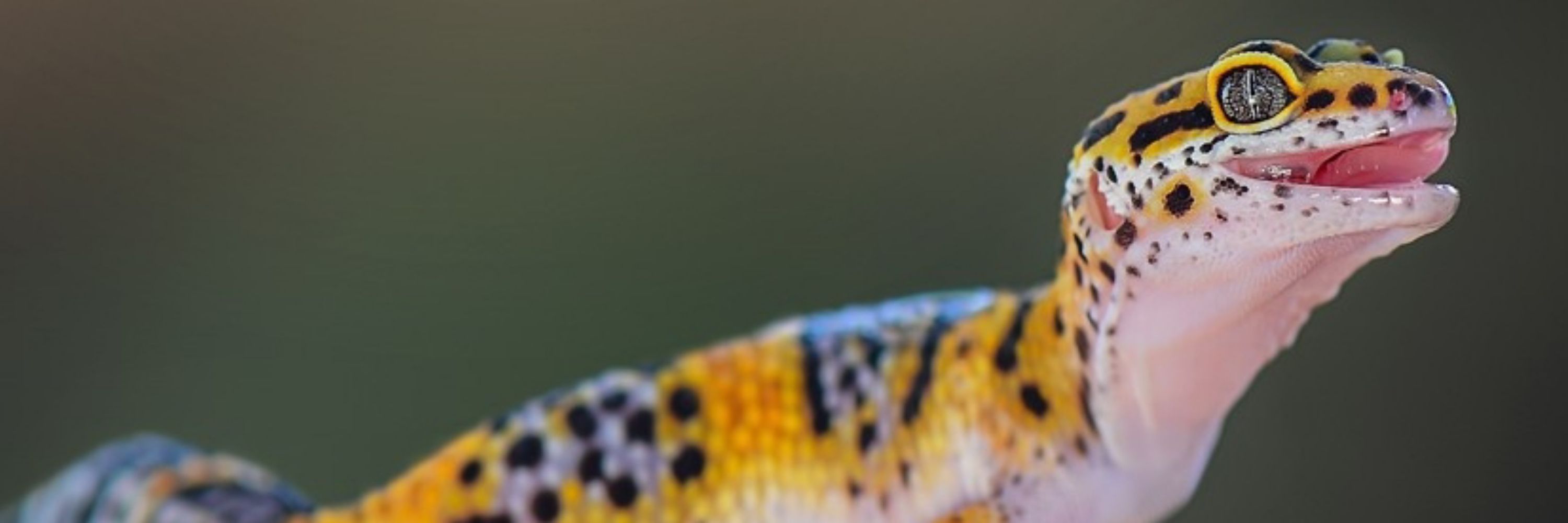 Louis~HKD 🐉🐾 🌈 