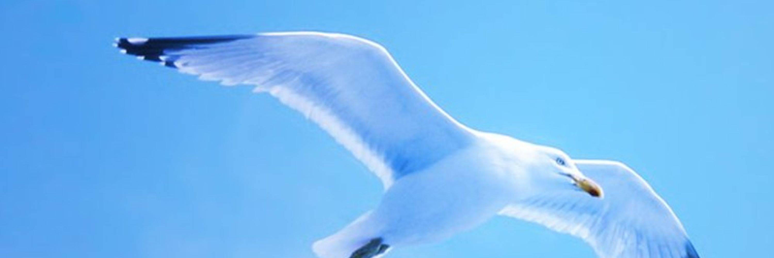 Jonathan Livingston le goéland