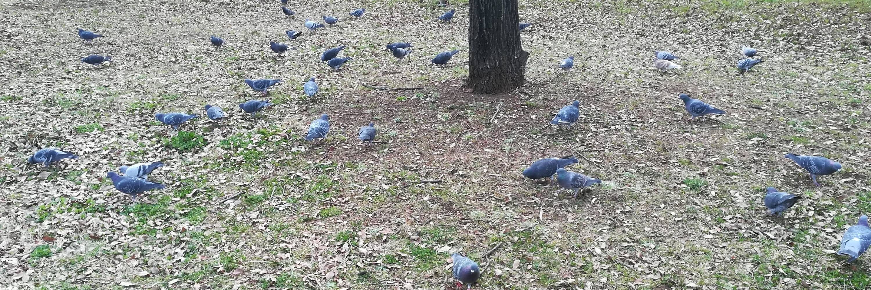 タウベ