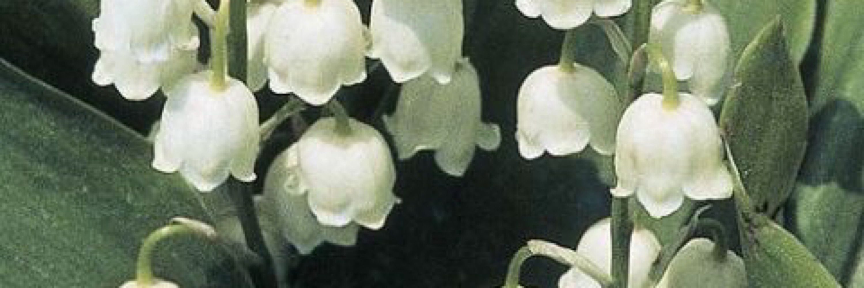 nanda vanilla