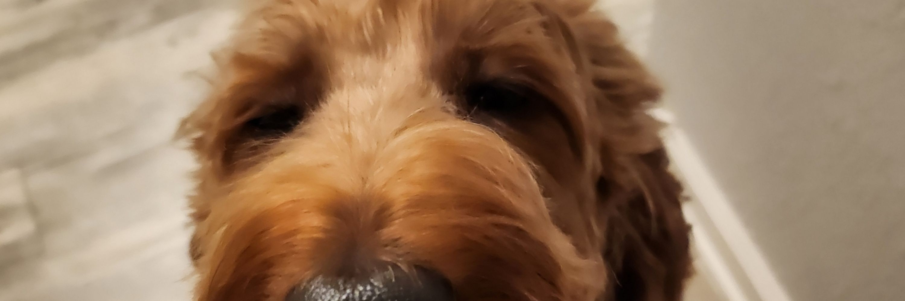 Nama the doodle
