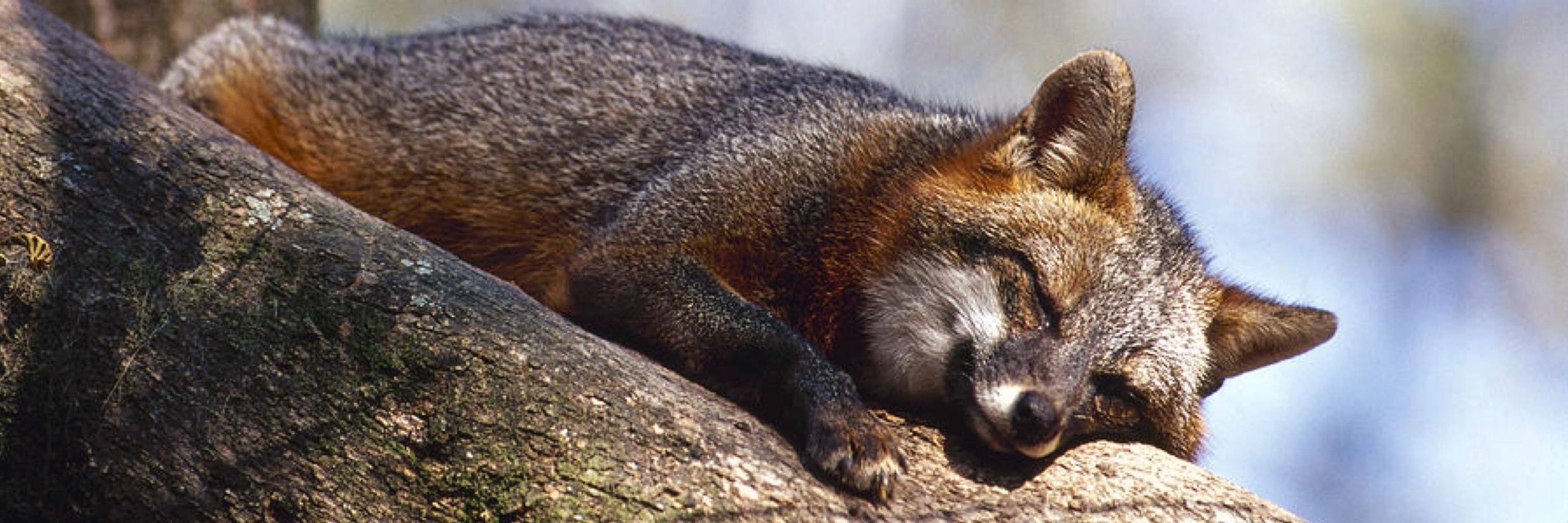 Foxglove Fursuits