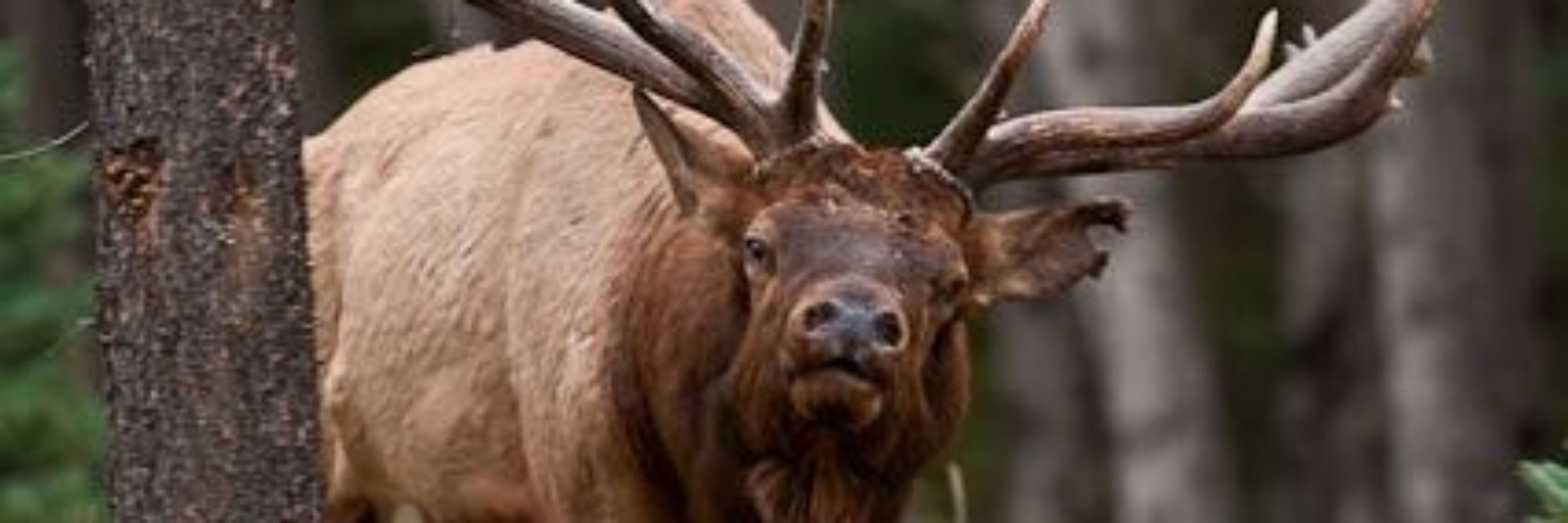 Cryptid_Elk