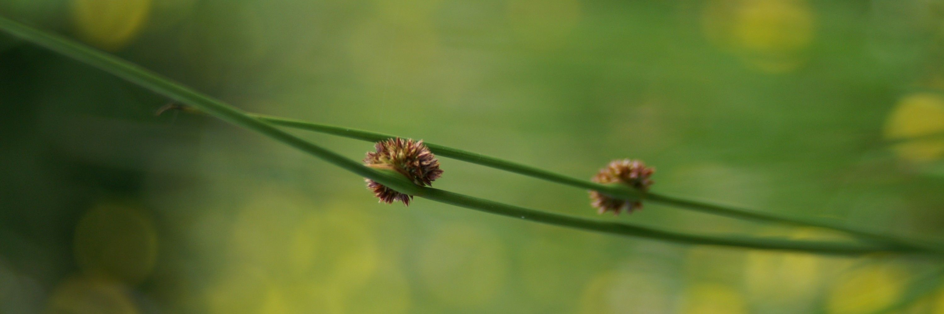 Profile banner