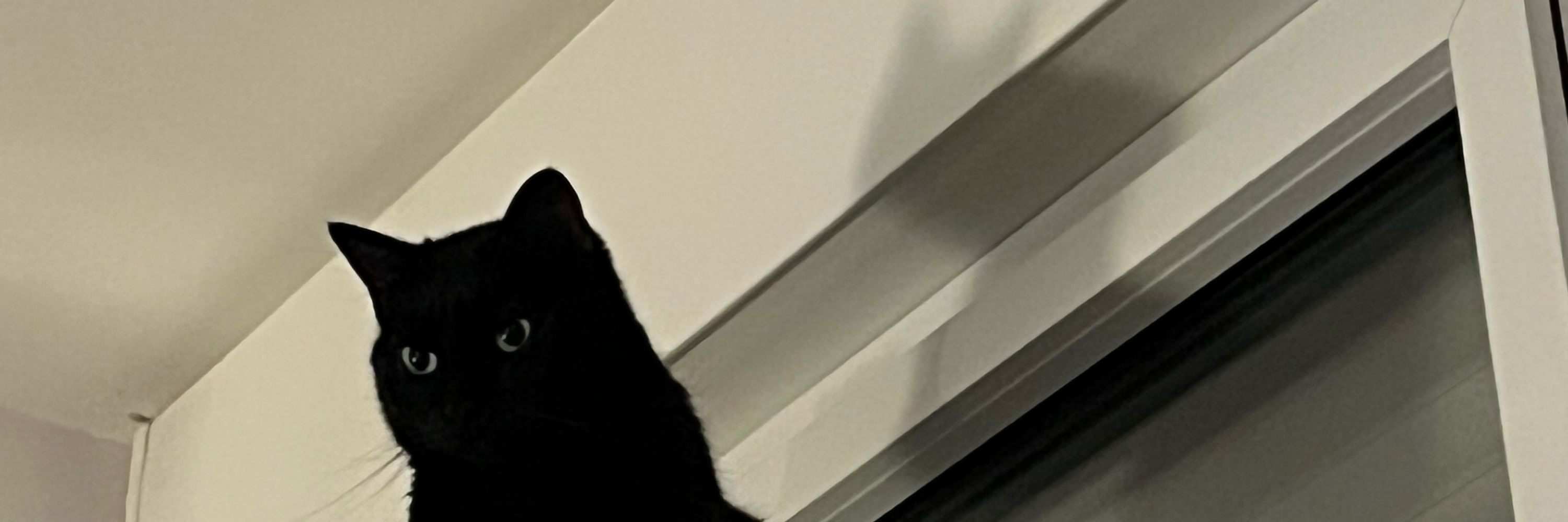 Miso