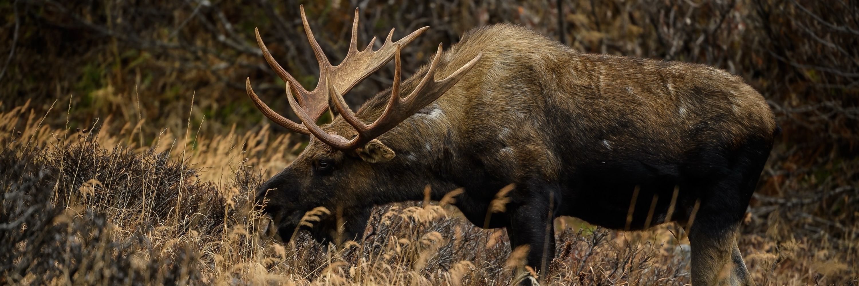 Moose Peterson