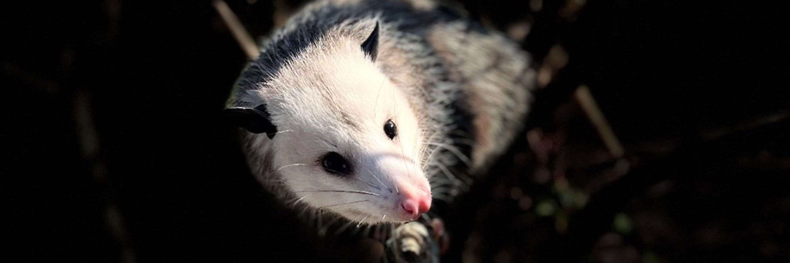 DeepFriedOpossum