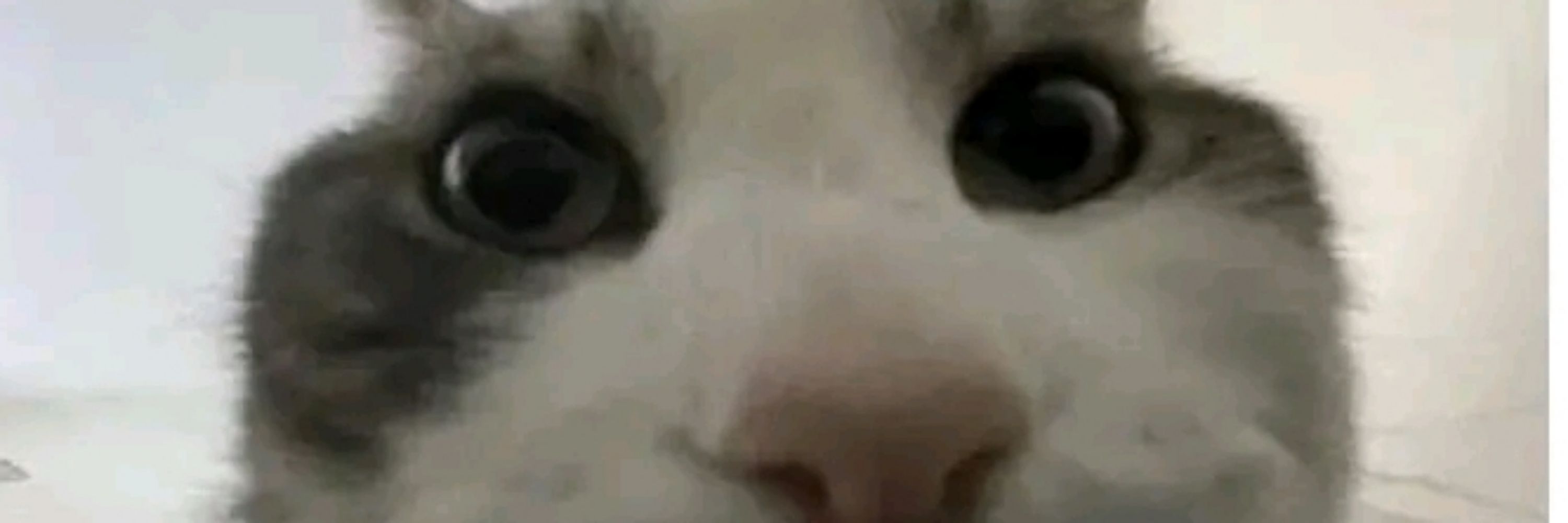 Franz