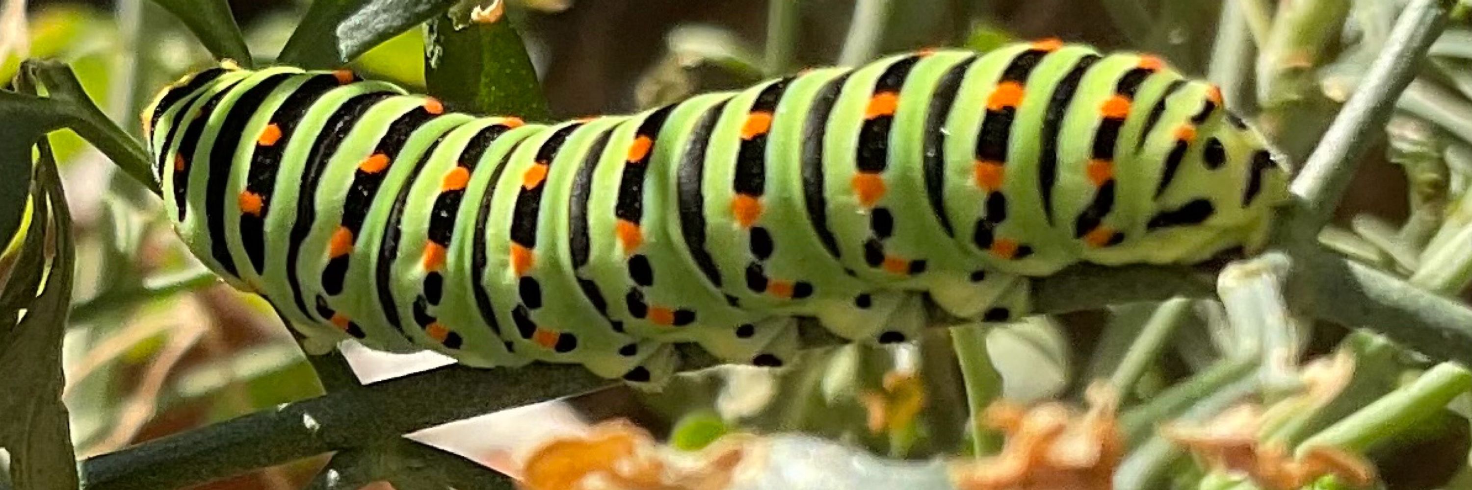Tomasxic