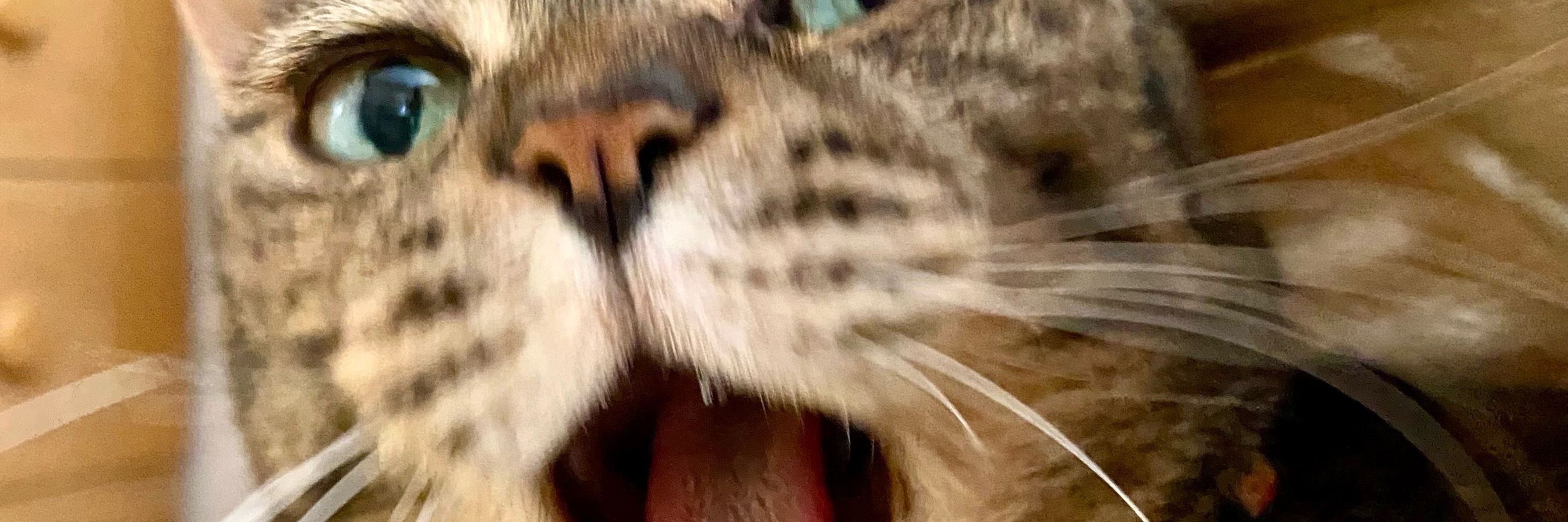おうどん