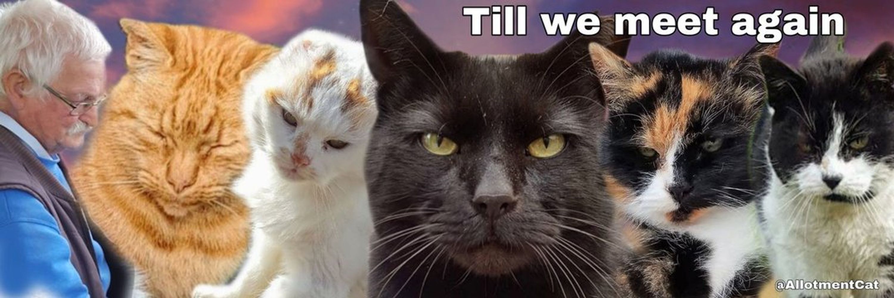 Allotment Cats