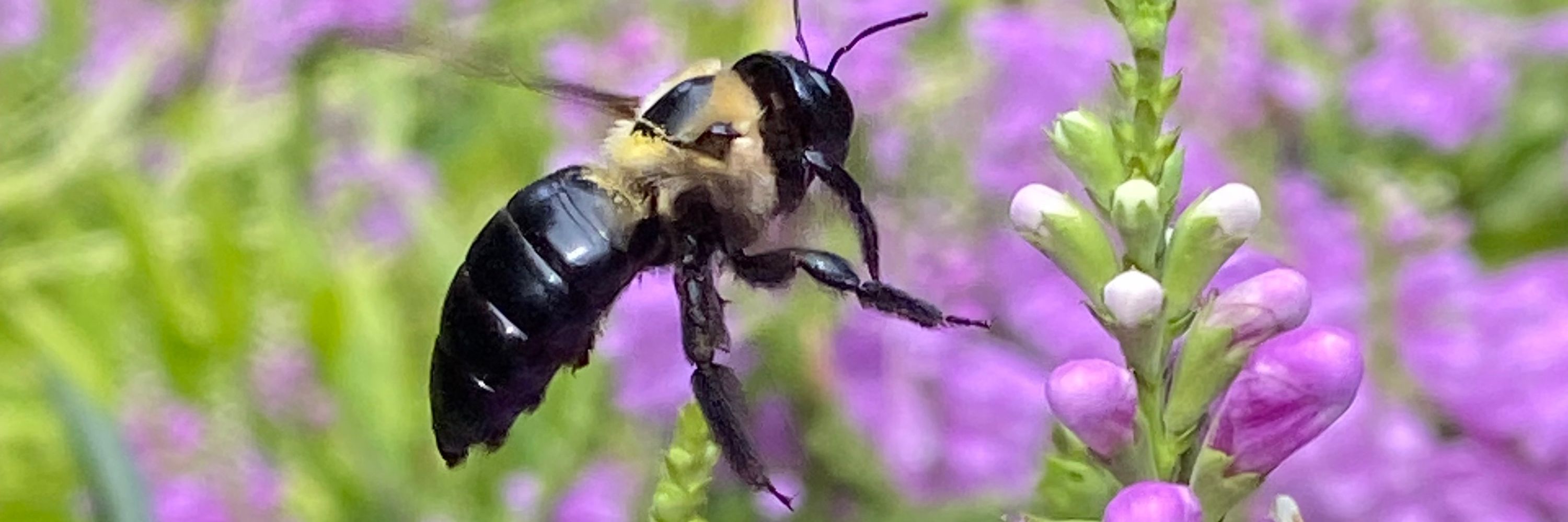 bug holder 9000