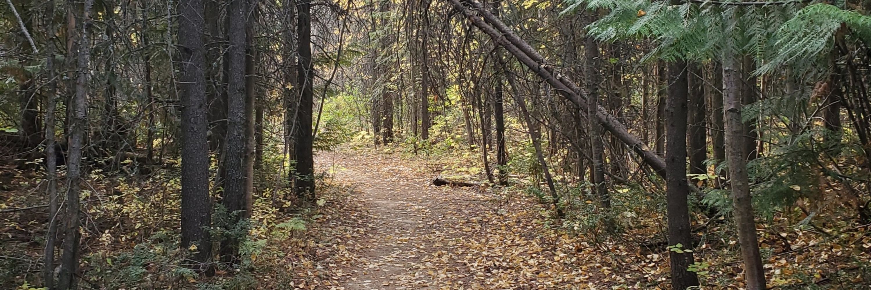 FreeCoyote