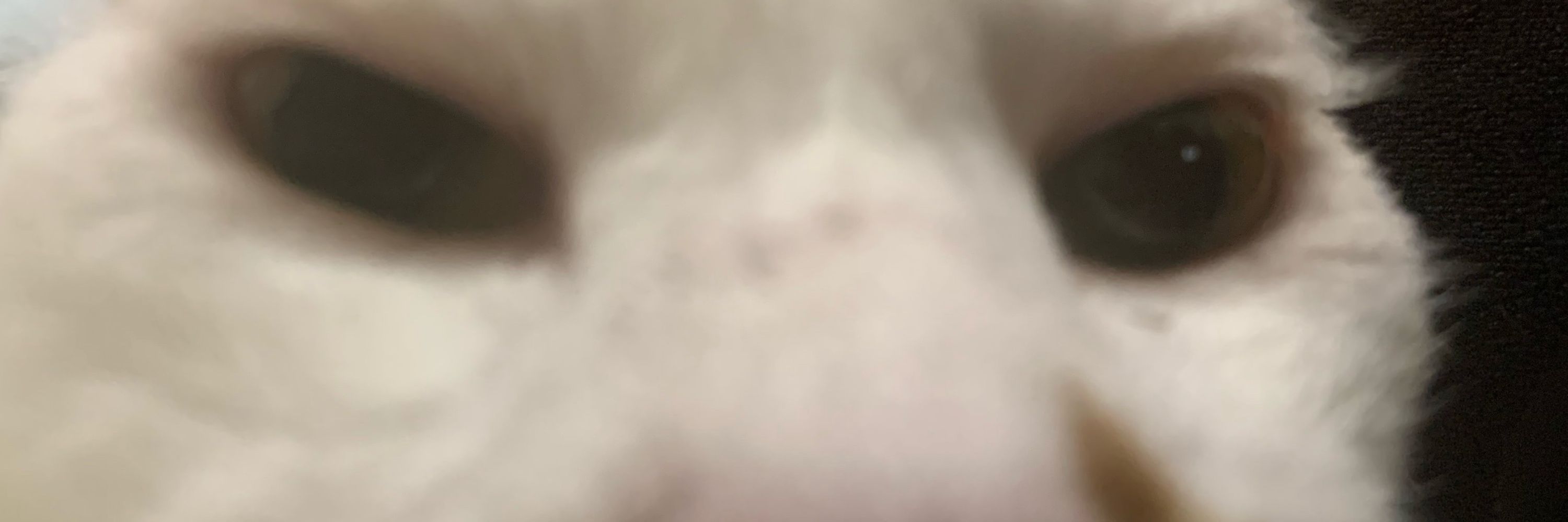 金木犀猫