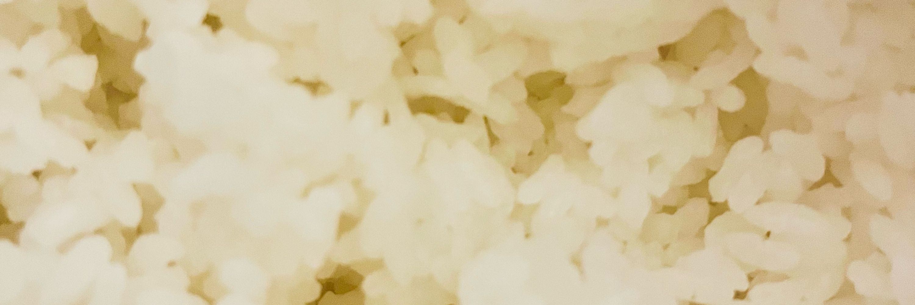 ごはんのおこげ(発酵)