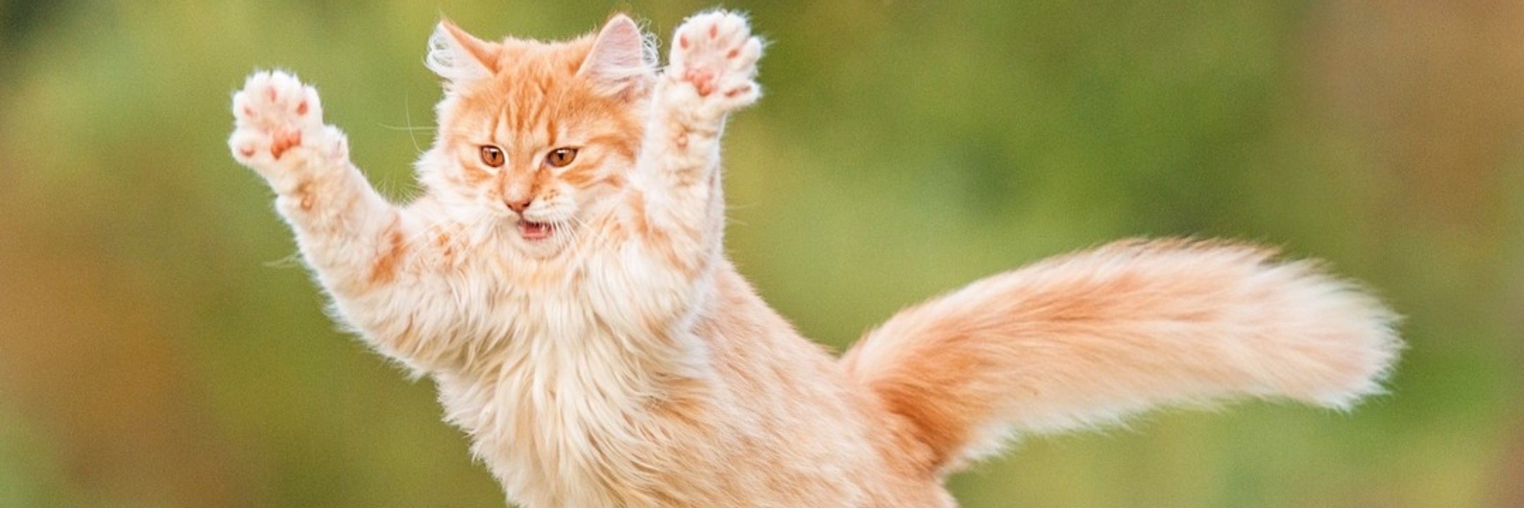 We rate cats