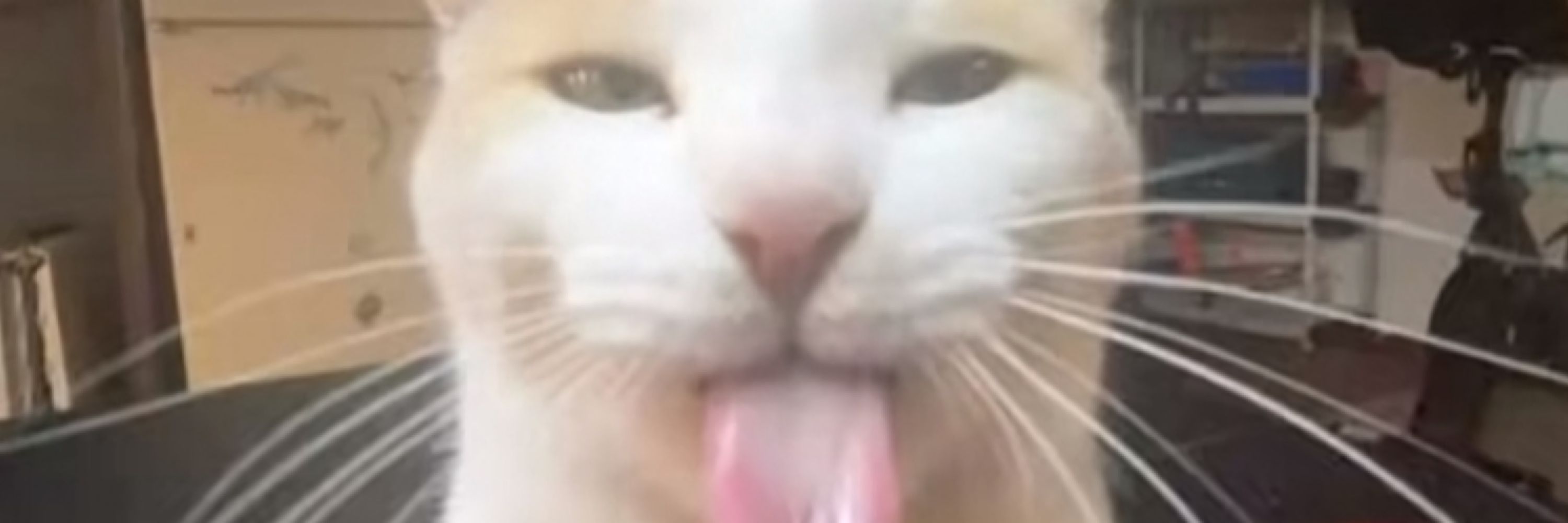 bina