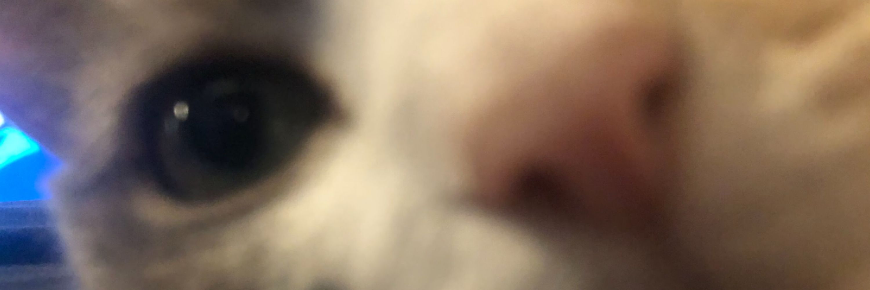 mimi