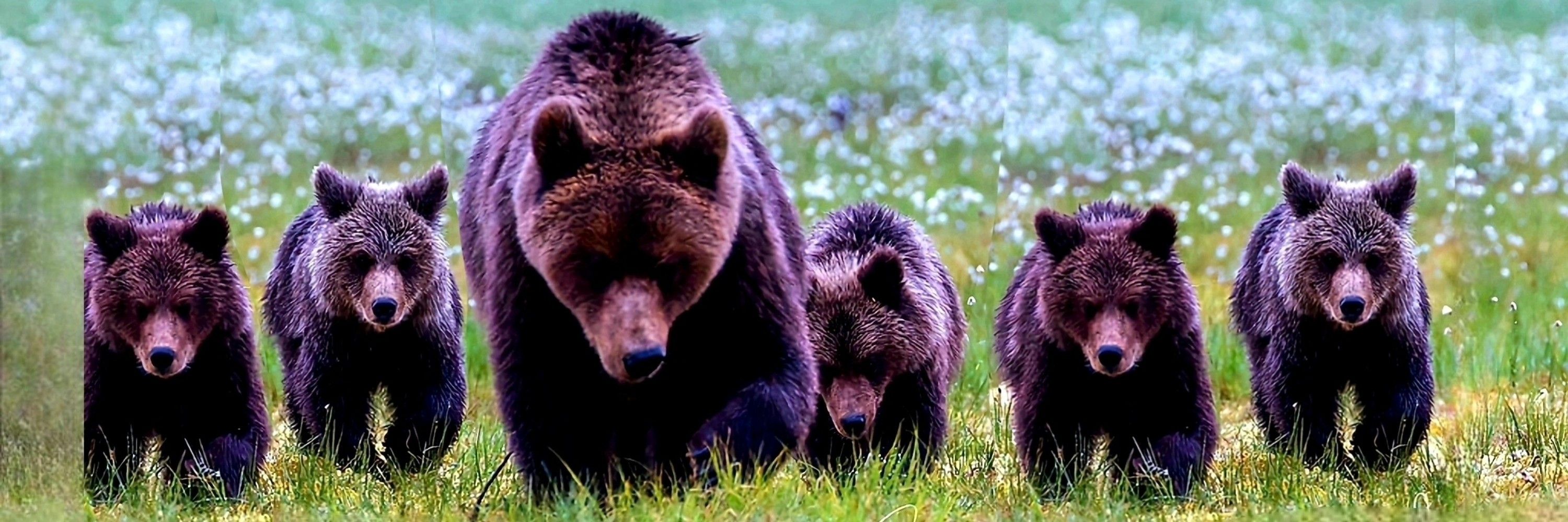 Grizzly Cat