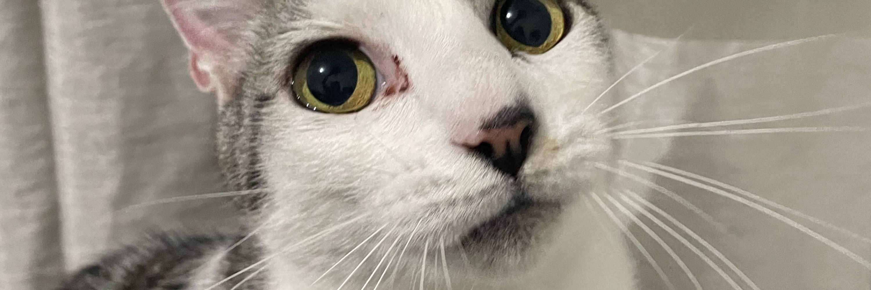 Ju