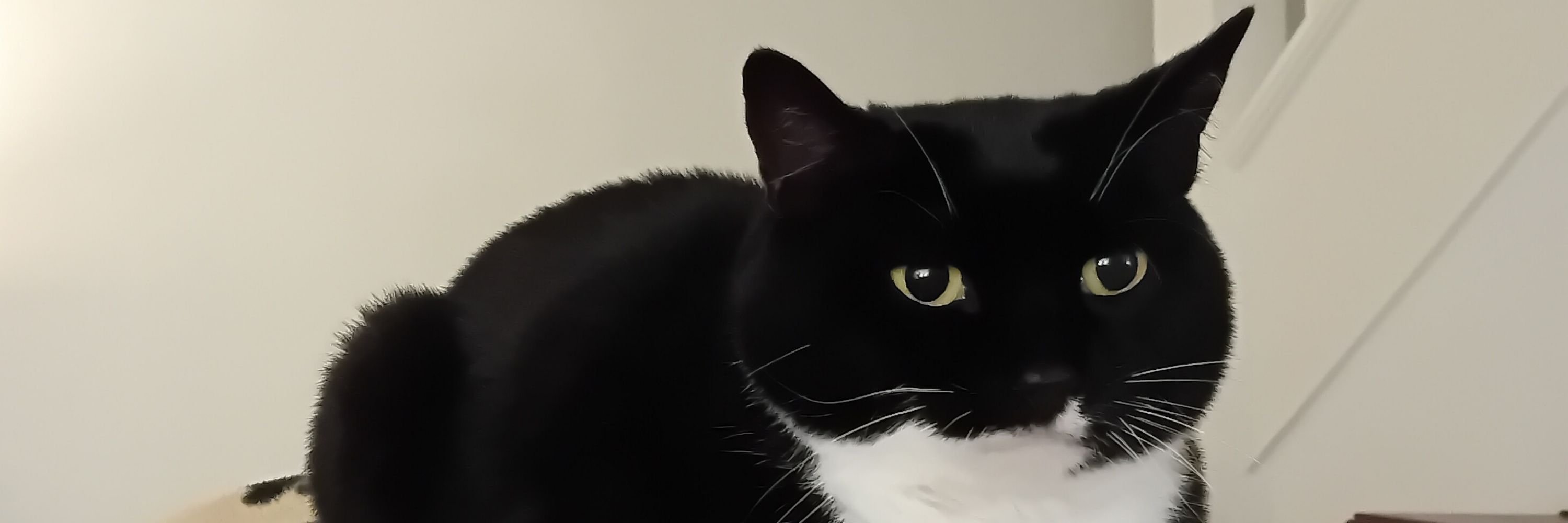 Julia 🐈‍⬛