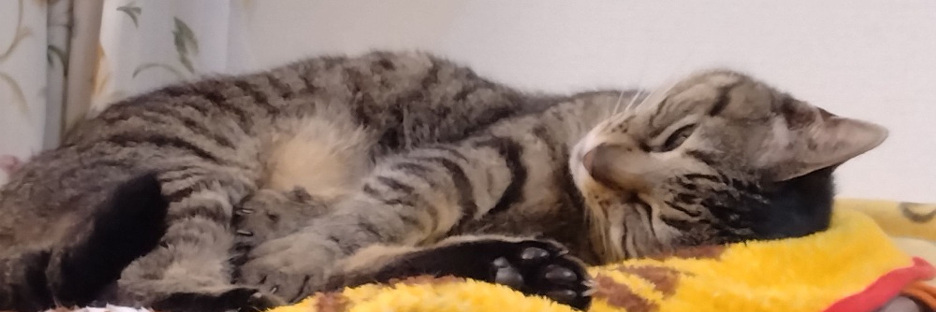 COCO